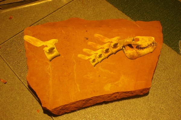 Creation of Whatchamacallitasaurus: Step 9